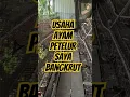 Download Lagu Bangkrut, Kandang Ayam Petelur Terlantar #shorts #ayam