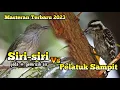 Download Lagu Siri-Siri kecil Vs Pelatuk Sampit