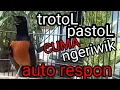 Download Lagu PANCINGAN MURAI TROTOL PASTOL SUPAYA CEPAT NGEPLONG √√ pancingan ampuh murai batu