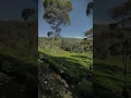 Download Lagu Sore hari di jalan rancabali pemandangan kebun teh bikin pikiran adem