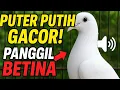 Download Lagu Suara Burung Puter Gacor Memanggil Betina