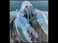 Download Lagu Verrassende blauwe kreeft meme (HD)
