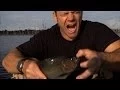 Download Lagu Bitten by a Black Piranha | Deadly 60 | Series 3 | BBC Earth