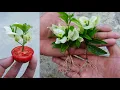 Download Lagu Grow Bougainvillea from cuttings Easy Method | How to grow bougainvillea