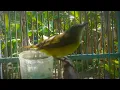 Download Lagu PANCINGAN BURUNG CIKRAK BAMBU