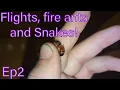 North Carolina Anting episode 2 flights fire ants and Snakes