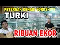 Download Lagu EKSLUSIF...!!!Liputan Ternak Kenari Yorkshire di Turky | JUNIOR AYDIN YORKSHIRE TURKY