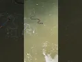 Download Lagu We are in his house now! #fishing #snake