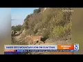 Download Lagu 'No, no, no!' Woman encounters mountain lion on Ojai hiking trail