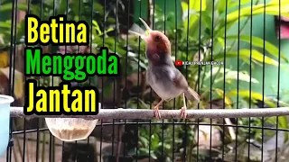 prenjak betina pancingan prenjak betina gacor istimewa suara jernih menggoda prenjak jantan 