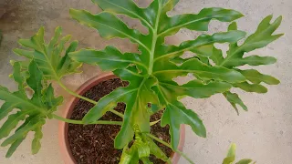 Dicas de como plantar banana de macaco em vaso.