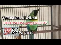 Download Lagu CUCAK RANTING GACOR SUARA JERNIH UNTUK PANCINGAN YANG SUSAH BUNYI || CUCAK RANTING GACOR FULL Isian