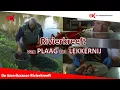 Download Lagu Rivierkreeften - Van plaag tot lekkernij
