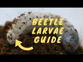 How To Care For Beetle Larvae | Tips For Beginners! | Pets