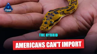 The Ball Python Hybrid Americans Can t Legally Import