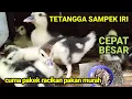 Download Lagu PERLU DITIRU ‼️ cepat besar tanpa biaya mahal ||racikan pakan doe