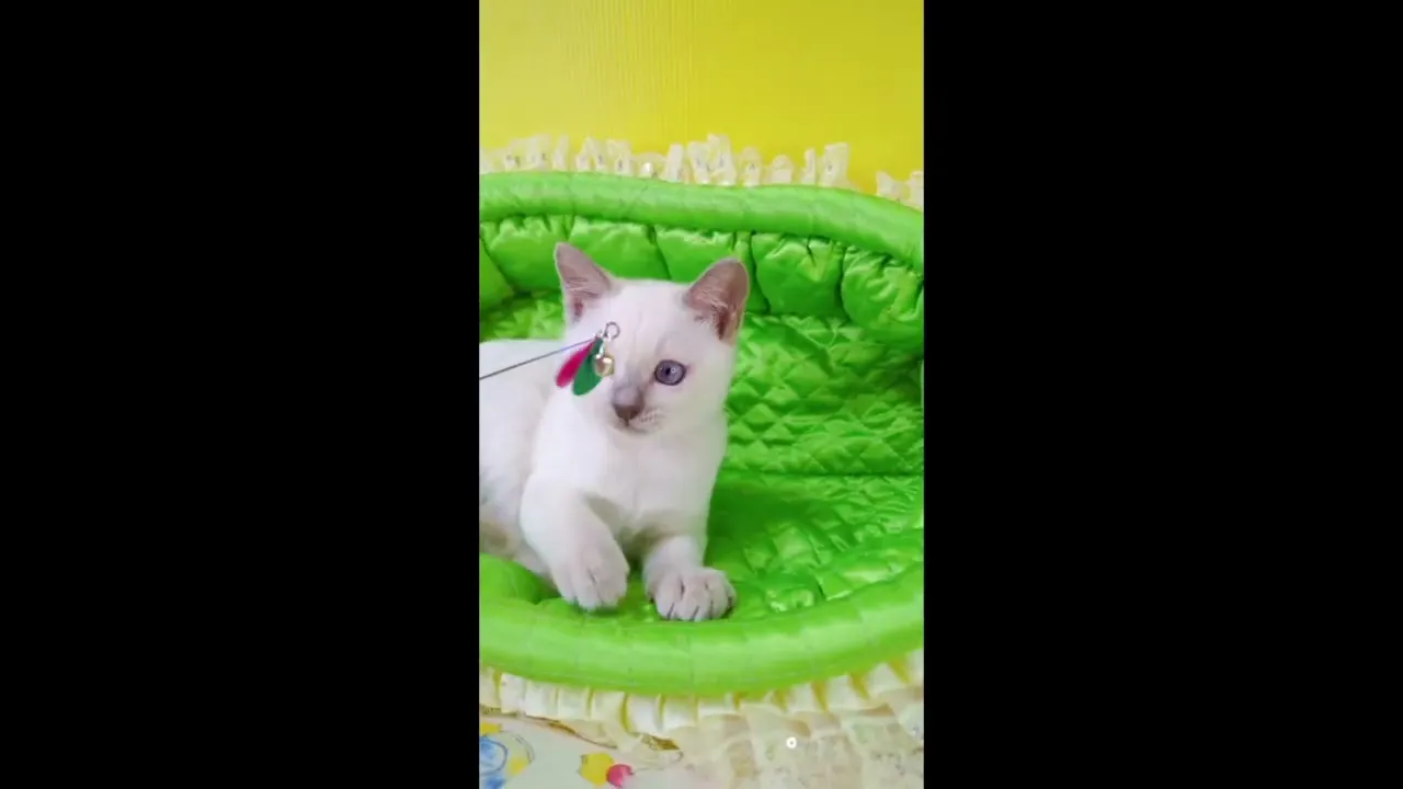 動画