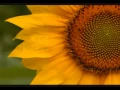 Download Lagu You are My Sunshine (NO SINGING)