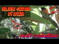 Download Lagu Pengejaran Murai Batu 30 Juta Bikin Dek Dekan