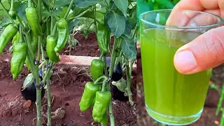 محلول خطير يجعل الخضروات تثمر بكثافه 