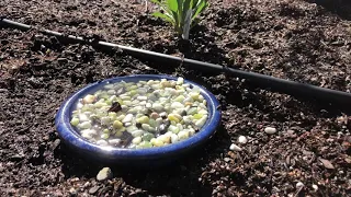 Middletown Rancheria New Bee Patch for Pollinator Protection
