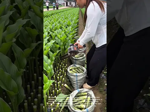 Efficient Harvesting: Using a Mini Chainsaw to Harvest Canna Shoots