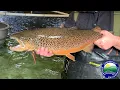 CT DEEP Spawning Seeforellen Brown Trout