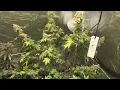 Pacific Seed Bank vs Dutch Seed Bank 11 Weeks in Flower