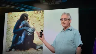 the surprising science of alpha males frans de waal