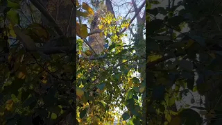 أجمل المناظر الخريفية مع صوت الشجر و العصافير و الهدوء في الطبيعة أحلى جو 