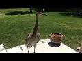 SANDHILL CRANE ATTACKS FLORIDA HOME gently