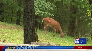 Governor signs executive order creating Natural State Initiative