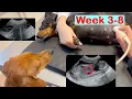 Weekly ULTRASOUNDS of Dog PREGNANCY WEEK 3 - 8