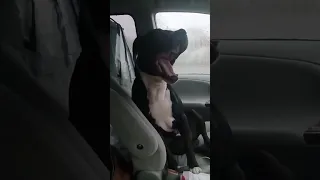 REVAN Trending Shorts Youtubeshorts Trendingshorts Pitbull Rottweiler 