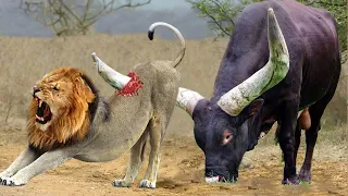 Buffalo Knock Down Herd Lion With Their Horns To Save His Teammate - Lion, Buffalo, Snake, Mongoose