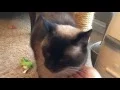 Simon the Seal Point Siamese