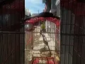 Download Lagu PREDATOR Cendet isian ayam,kucing,KACER . kenari,prenjak