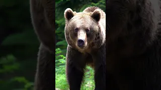 صوت الدب  صوت  الدب دندنها