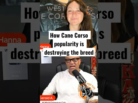 How Cane Corso popularity is destroying the breed | Guest Hannah @west_coast_cane_corso_rescue
