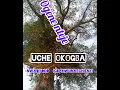 Download Lagu Uche. Okogba