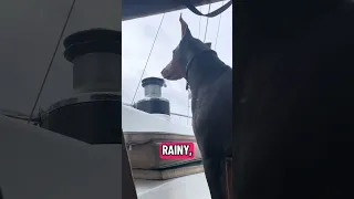 #Fyp #dream #pets #doberman #boat