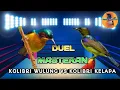 Download Lagu Duel Masteran Kolibri Wulung VS Kolibri kelapa