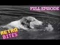 Lagu Lassie saves a boy from drowning | Lassie | Retro Bites