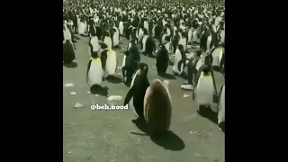 مثل گل بهاری 