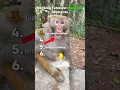 Download Lagu Ranking Funniest Monkeys 🐒