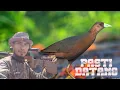 Download Lagu SUARA PIKAT BURUNG TATTAKEO LABUJU SULAWESI