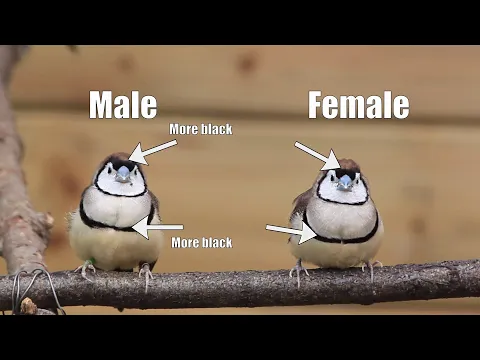 Tips for Keeping and Breeding OWL FINCHES Aviary Birds