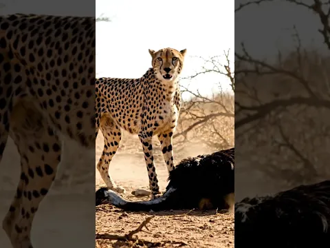 Prehistoric Humans Run Faster Than Cheetahs? Life of Million Years Ago #bigcat #shorts