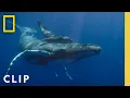 Witness a humpback whale birth caught on camera in Hawaii National Geographic