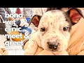 Bond Vet Clinic Bayside Meet Greet NYC